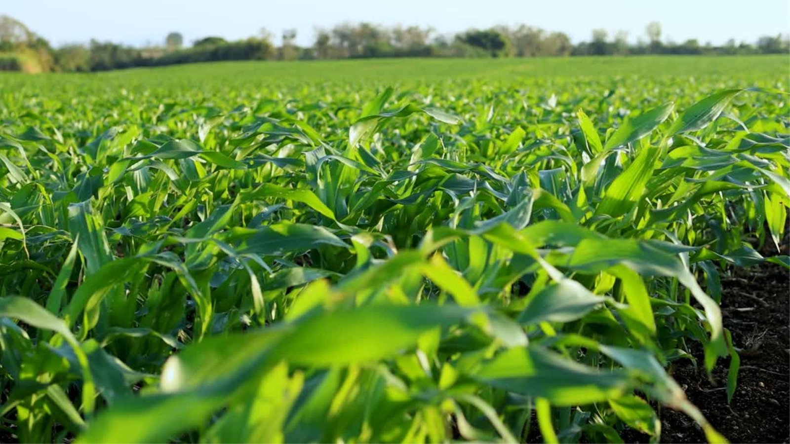 Home green circle agriculture presentation (1)